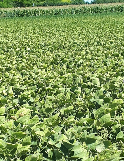 GRINJE prisutne na SOJI njiva