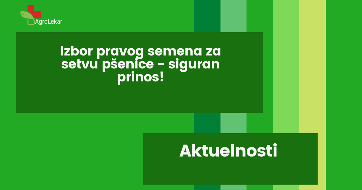 You are currently viewing IZBOR PRAVOG SEMENA ZA SETVU PŠENICE – SIGURAN PRINOS