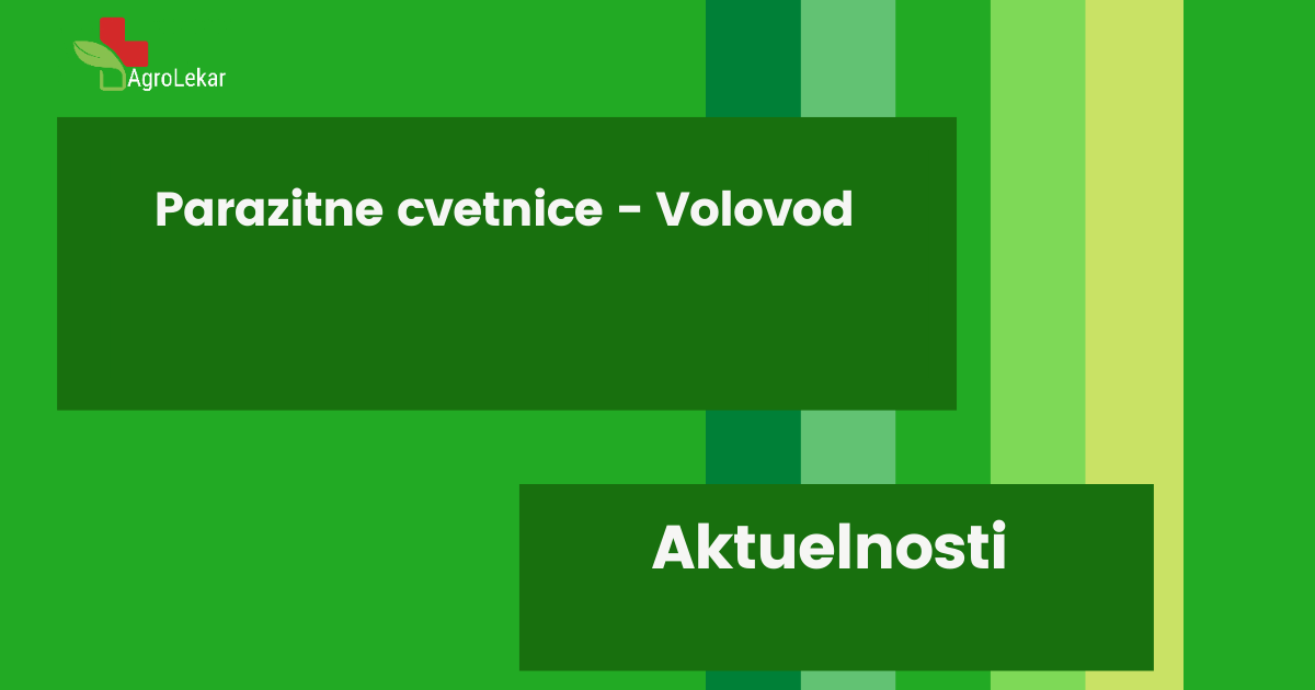 Read more about the article PARAZITNE CVETNICE