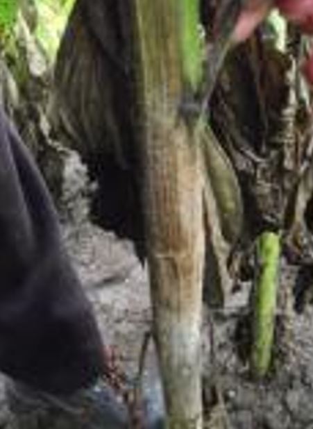 BELA TRULEŽ-Sclerotinia sclerotiorum