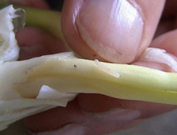 Larva minirajuće muve