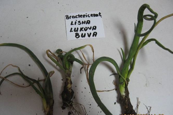 Lisna lukova buva -Bactericera tremblayi