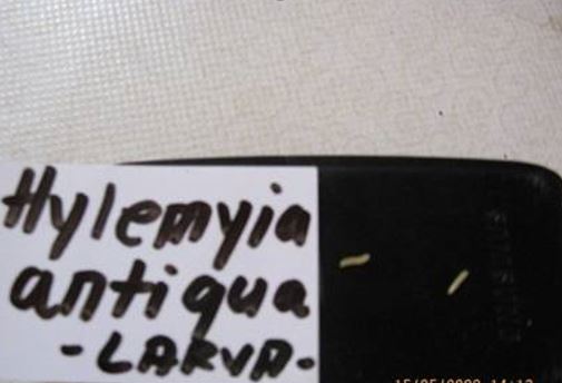 Lukova muva -Hylemia antiqua
