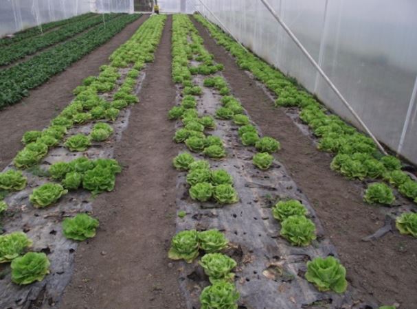 ZAŠTITA SALATE U PLASTENIČKOJ PROIZVODNJI
