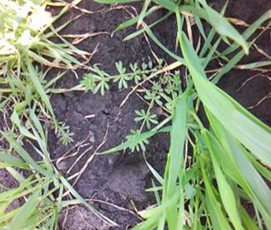 Sačekati nicanje prilepače - Galium aparine
