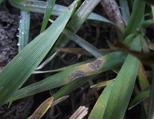Septoria tritici - dominantno oboljenje na pšenici