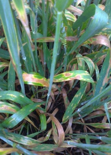 Simptomi sive pegavost u kasnijim fazama razvoja pšenice