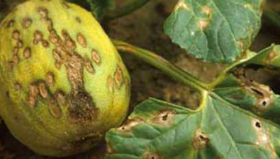 ANTRAKNOZA LUBENICA, DINJA
