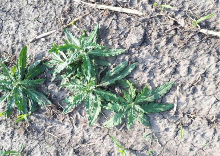 IZBOR HERBICIDA I PRIMENA U USLOVIMA SUŠE - palamida u kukuruzu
