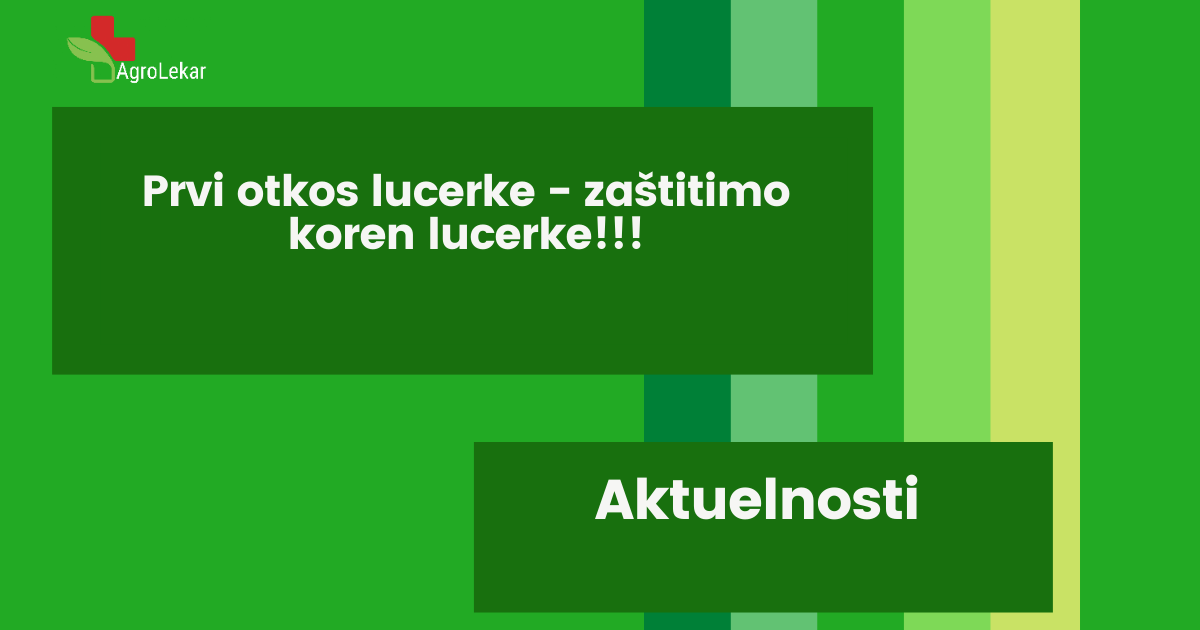You are currently viewing PRVI OTKOS LUCERKE – ZAŠTITIMO KOREN LUCERKE!!!