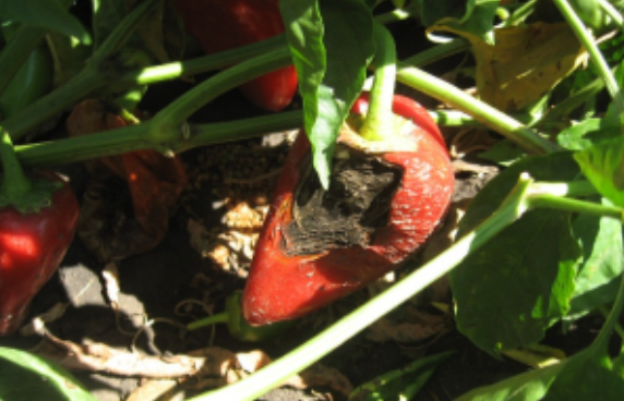 Alternaria spp na pegama od sunca - paprika - agrolekar