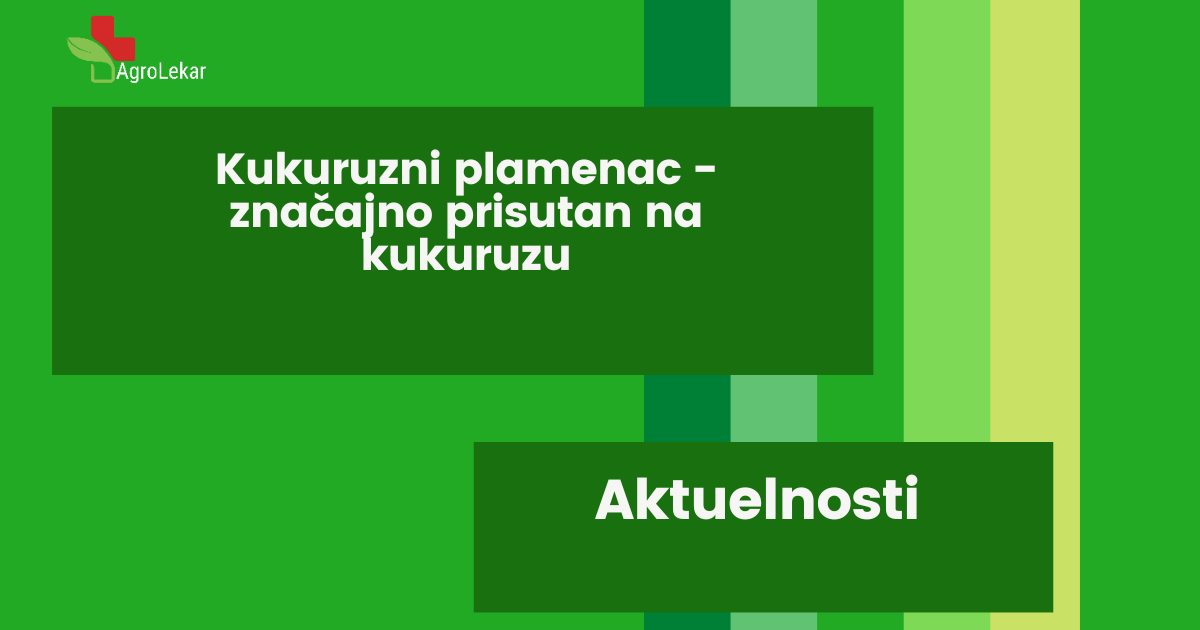 Read more about the article KUKURUZNI PLAMENAC – ZNAČAJNO PRISUTAN NA KUKURUZU!