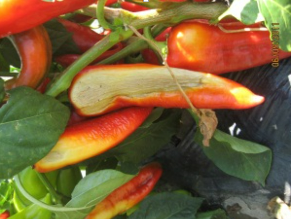 paprika - “SUNČEVE PEGE” na plodovima paprike