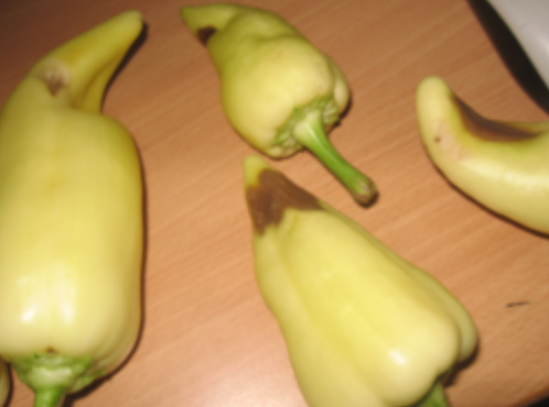 paprika - Truleži na plodu paprike usled nedostatka kalcijuma
