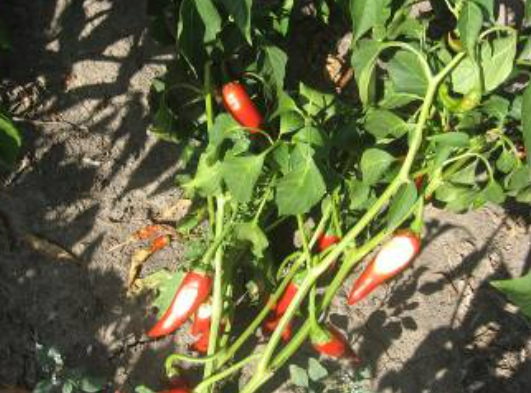 paprika - agrolekar - “SUNČEVE PEGE” na plodovima paprike