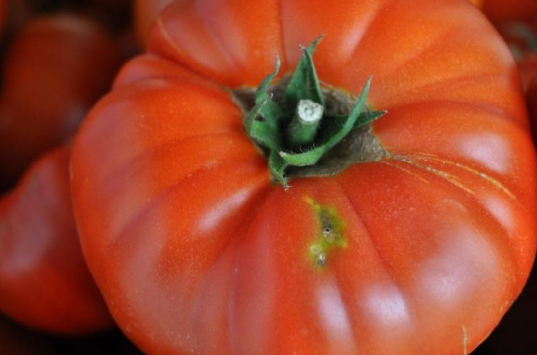 Oštećenja na plodu paradjza od gusenica Tuta absoluta - MOLJAC PARADAJZA PRISUTAN U PLASTENIČKOJ PROIZVODNJI agrolekar