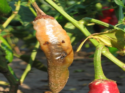 paprika pamukova sovica - visoke temperature zastita bilja