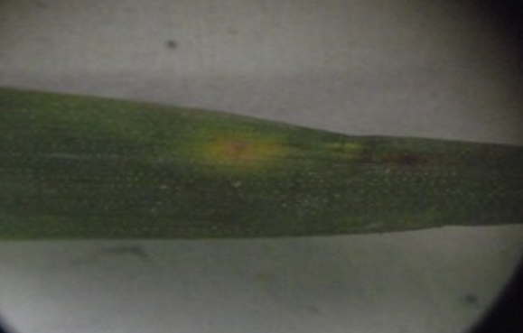 Rđa