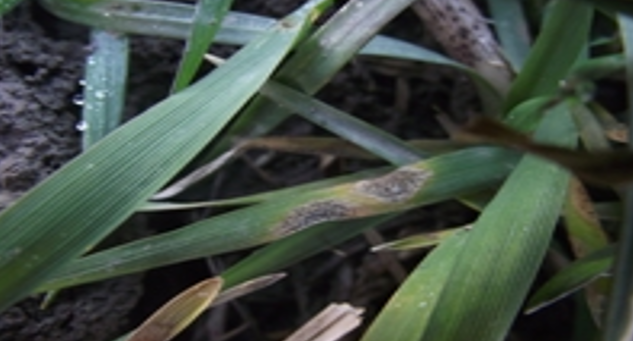 Septoria tritici