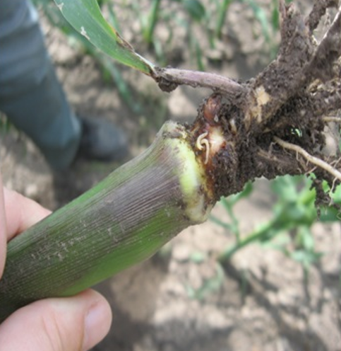 ZLATICА KUKURUZA (Diabrotica spp.) 2