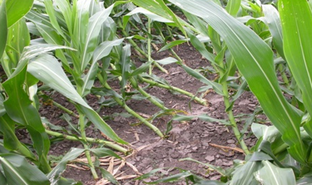 ZLATICА KUKURUZA (Diabrotica spp.) SVAKE GODINE PRISUTNA