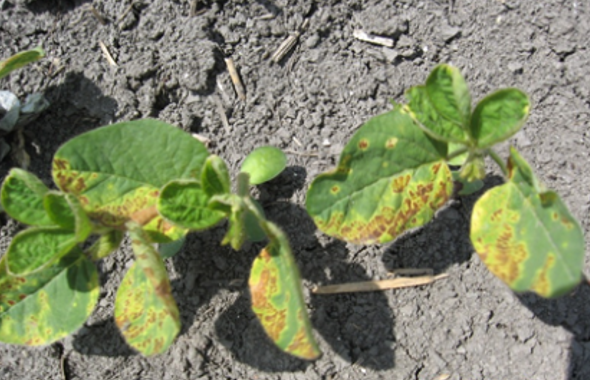 Simptomi fitotoksičnih pojava na soji usled primene herbicida - agrolekar