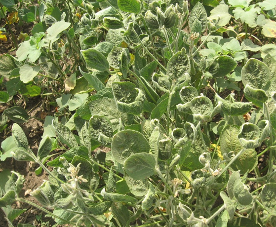 Simptomi fitotoksičnih pojava na soji usled primene herbicida