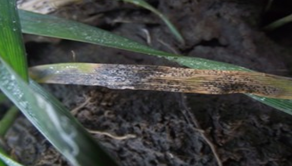 Siva pegovst na listu pšenice (Septoria tritici)