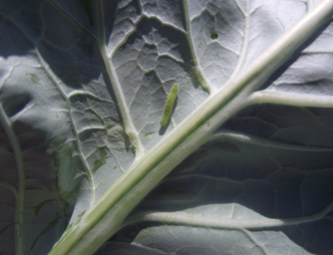 Larva kupusnog moljca