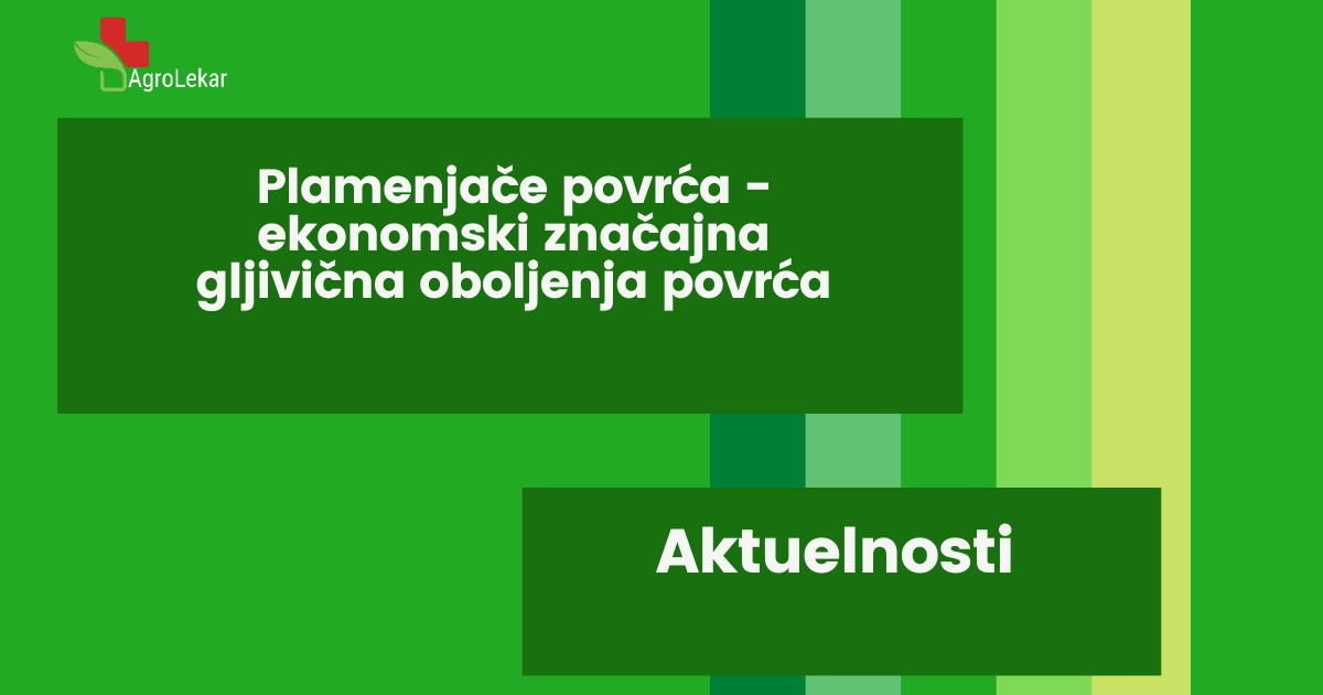 Read more about the article PLAMENJAČE POVRĆA – Ekonomski značajna gljivična oboljenja povrća