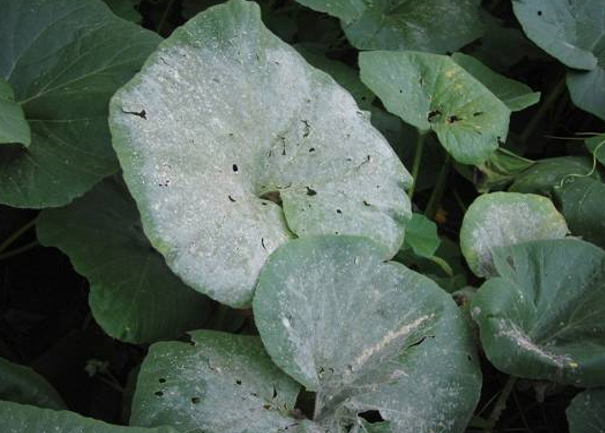 Simptomi pepelnice
