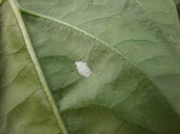 KUKURUZNI PLAMENAC - Ostrinia nubilalis