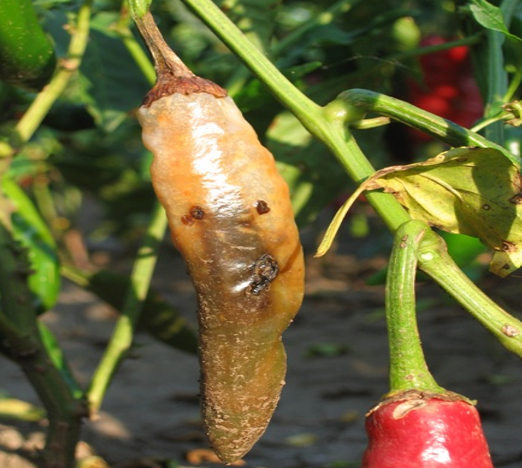 PAPRIKA - ostecenje