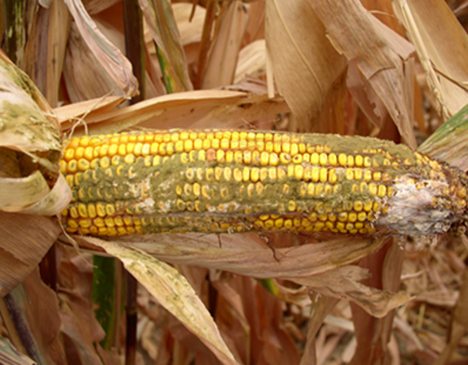 Aspergillus f. na klipu kukuruza