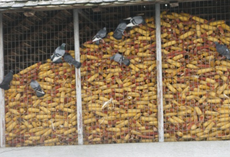 Divlji golubovi oštećuju klipove