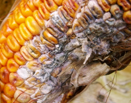 Fusarium g. na klipu kukuruza