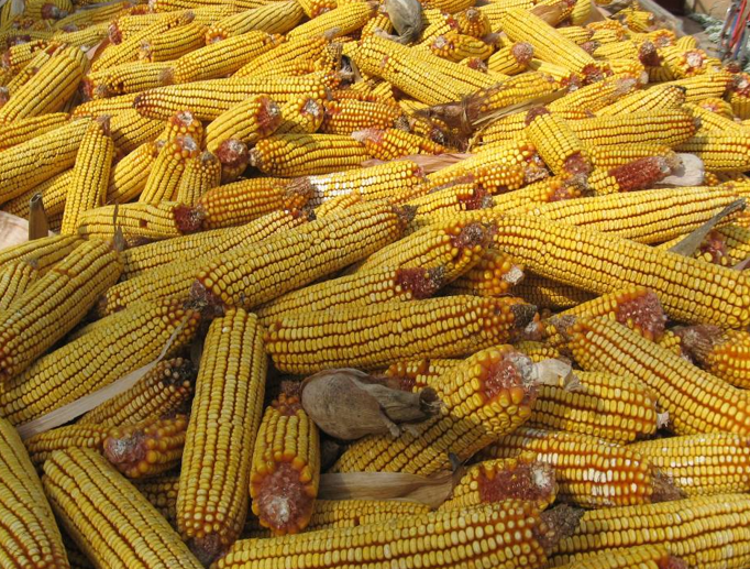 SIGURNIJE ČUVANJE USKLADIŠTENOG KUKURUZA