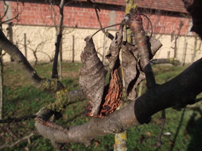 VAŽNE MERE U VOĆNJACIMA NAKON BERBE –BEZBRIŽNIJE U NAREDNOJ GODINI!!!