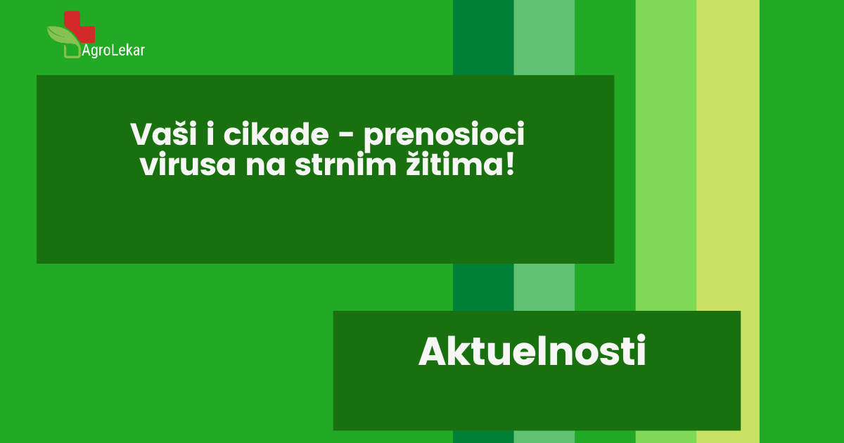 Read more about the article VAŠI I CIKADE – PRENOSIOCI VIRUSA NA STRNIM ŽITIMA!!!