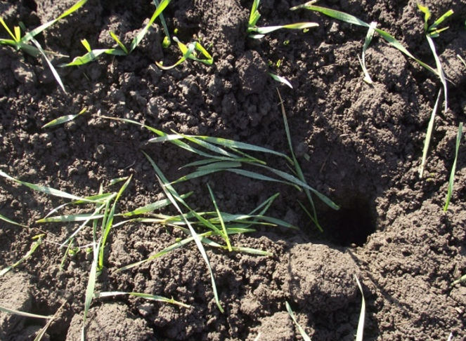 AKTIVNA RUPA GLODARA - agrolekar