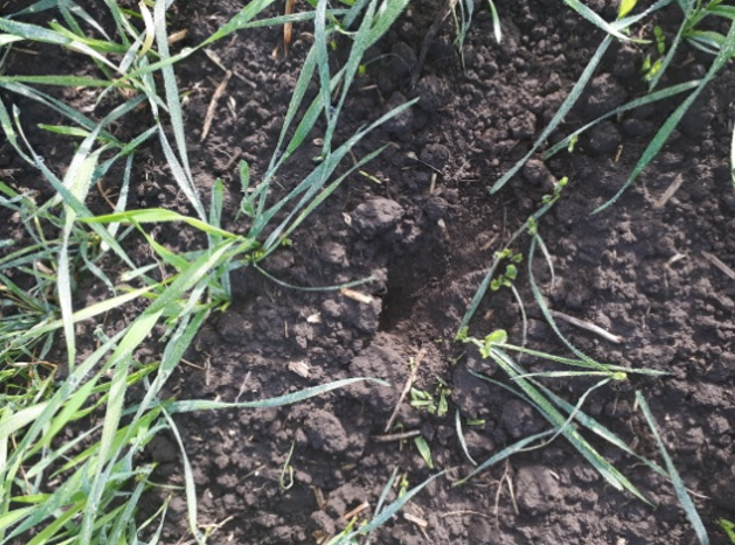 SVEŽA OŠTEĆENJA OD GLODARA - agrolekar