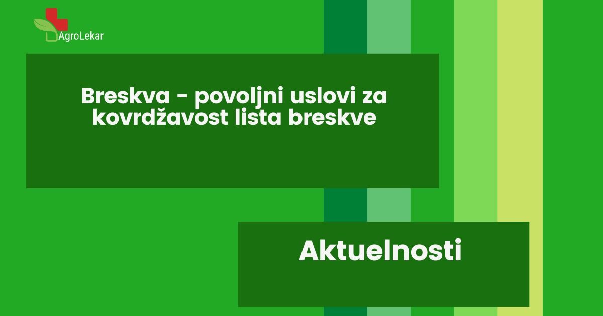 You are currently viewing BRESKVA – POVOLJNI USLOVI ZA KOVRDŽAVOST LISTA BRESKVE!!!