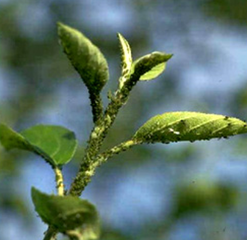 BILJNE VAŠI - PRISUTNE TOKOM CELE GODINE - CELE VEGETACIJE!!!