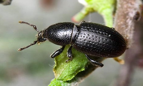 Crna repina pipa