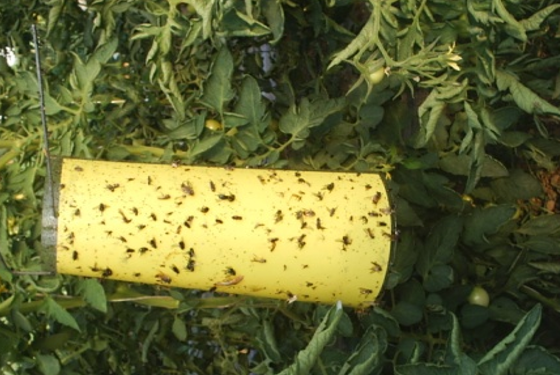 FEROMONSKE KLOPKE – NEPESTICIDNA MERA U ZAŠTITI BILJA
