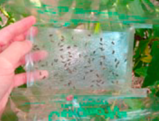 FEROMONSKE KLOPKE – NEPESTICIDNA MERA U ZAŠTITI BILJAKA agrolekar