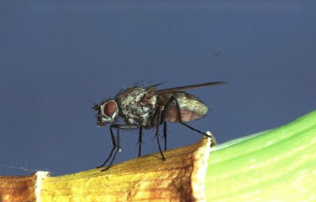 Imago Hylemia(Delia) antiqua