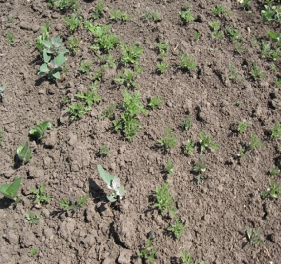 KOROVI - PRINCIPI USPEŠNOG SUZBIJANJA agrolekar