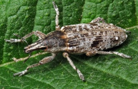 Repina pipa