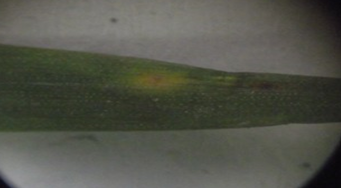 Simptomi rđe